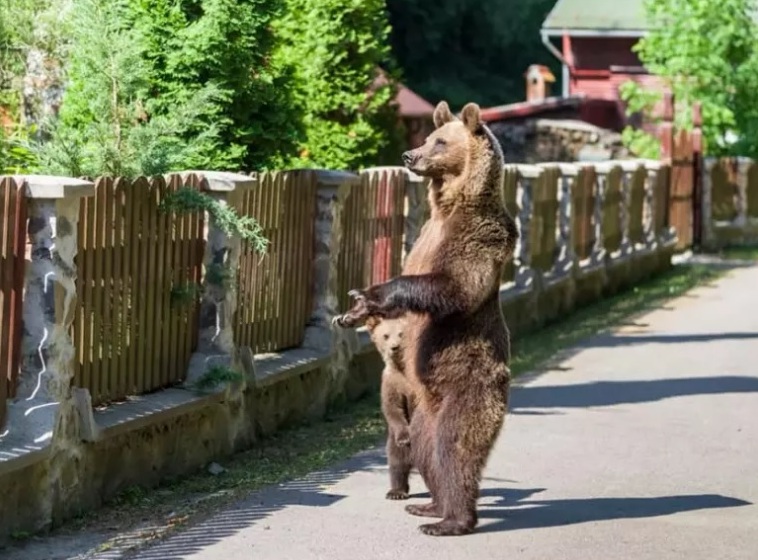 A településekre rendszeresen bejáró, az emberre veszélyes medvék ellen hozták a jogszabályt | Illusztráció
