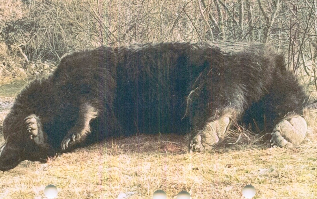Arthur, az ozsdolai medve a leterítése után | Fotó: Agent Green