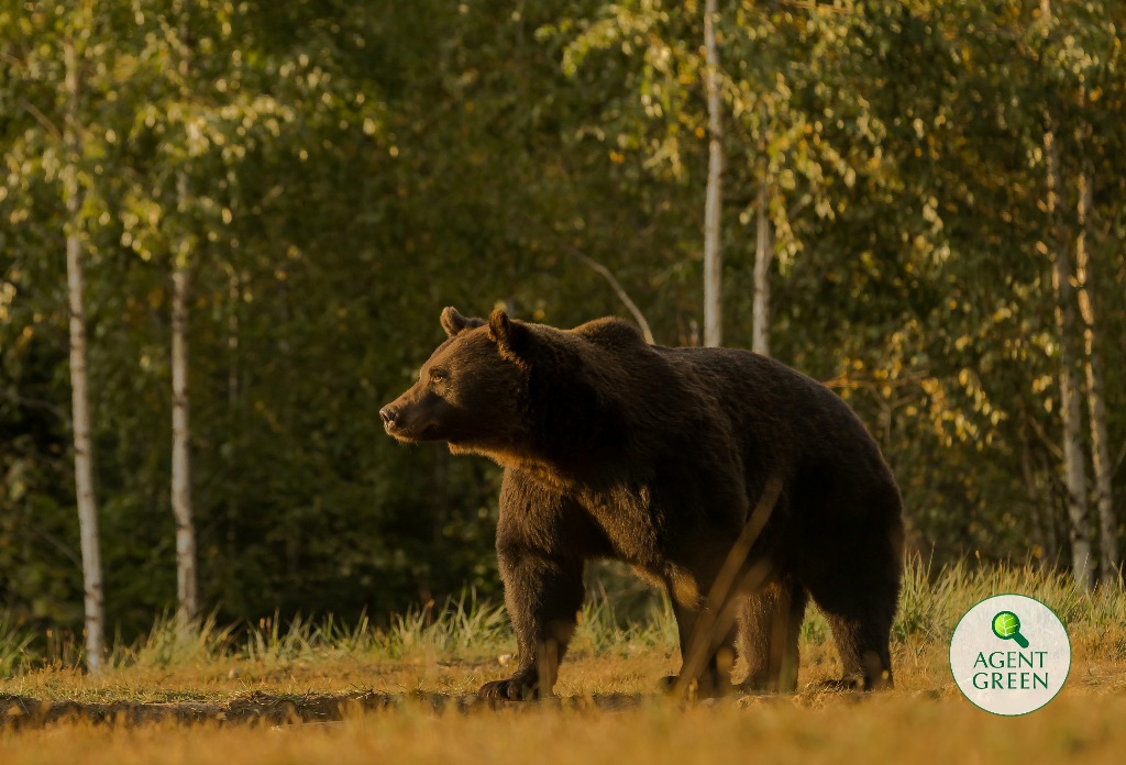 Arthur a Romániában megfigyelt medvék legnagyobb példánya volt | Fotó: Agent Green