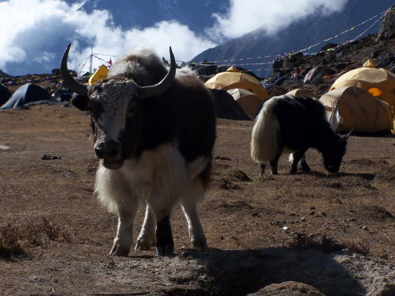Alaptábor a Himaláján | Néhai Török Zsolt hegymászó archívumából