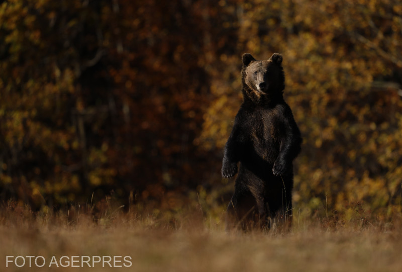 Évek óta égető probléma a medvekérdés | Fotó: Agerpres