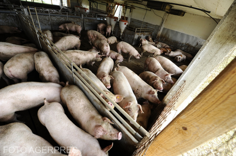 Különösen az élő sertések és a disznóhús árusítását ellenőrzik majd | Illusztráció: Agerpres