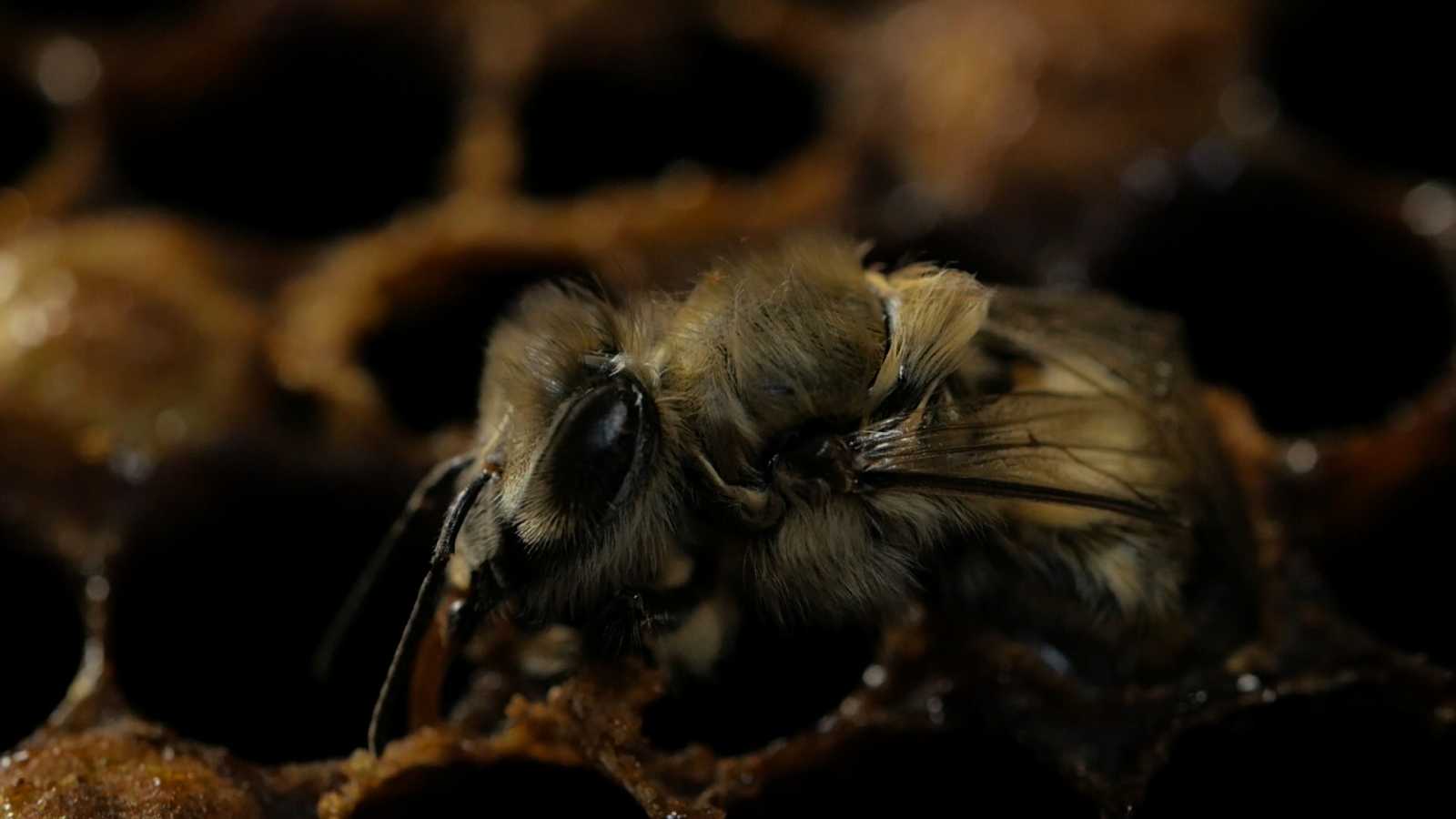Being a Bee | Fotók: Filmtettfeszt Erdélyi Magyar Filmszemle