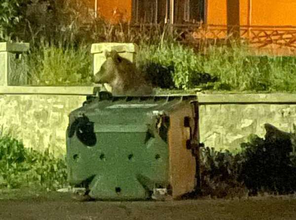 Borszéken az utcán kereste az élelmet a medve | Fotó: Hargita Megyei Csendőrség