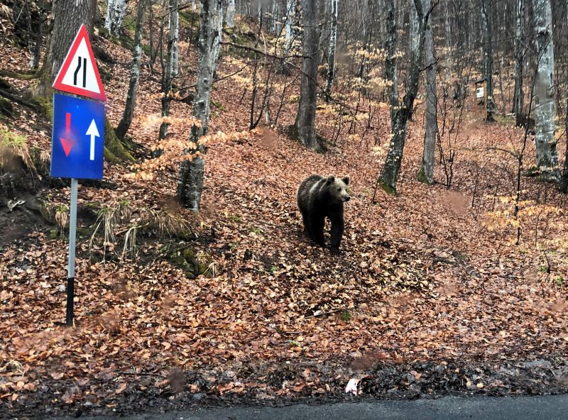 A Bálványosfürdő környéki turistaútvonalakat lezárták a medveveszély miatt, ugyanígy tesznek Sugásfürdőn is | A szerző felvétele
