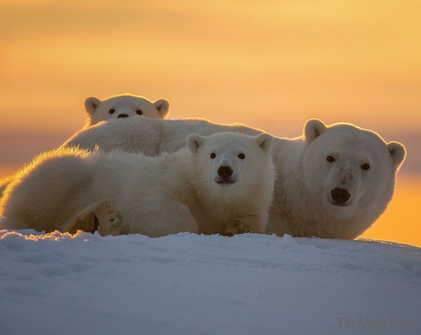 Fotó: Facebook/Beloved Polar Bears