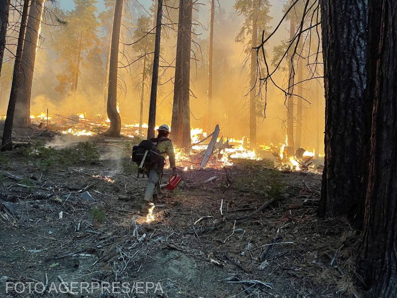 Veszélybe kerültek az ősfák | Fotó: Agerpres/EPA