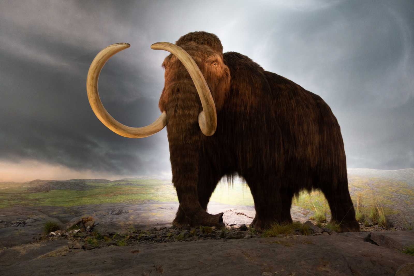 Gyapjas mamut | Rekonstrukció forrása: Wikipédia