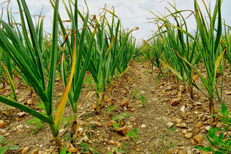 Legalább háromezer négyzetméteren kell termeszteni a fokhagymát | Illusztráció: Pixabay