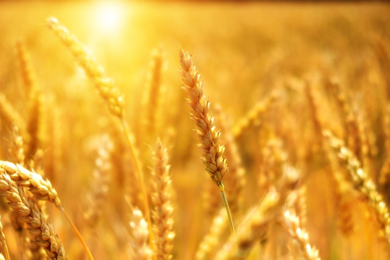 A termés jónak ígérkezik, de a gazdák öröme nem felhőtlen | Fotó: Pixabay