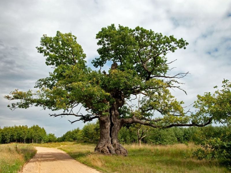 A győztes végül egy 400 éves lengyel tölgyfa lett | Fotó: treeoftheyear.org