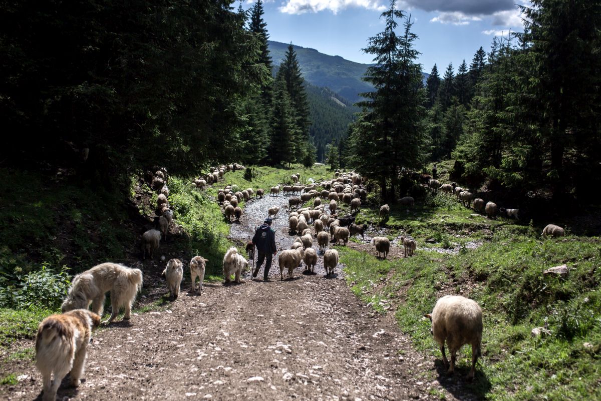 Pásztorok (Nagy-Hagymás, 2016) | fotó: Szöllősi Mátyás