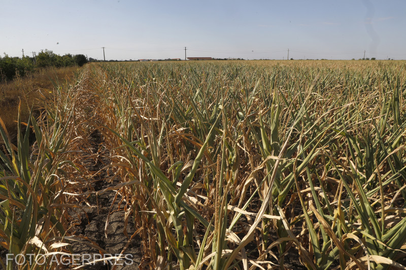 A mezőgazdasági minisztérium szerint több mint egymillió hektárt sújtott az idei szárazság Romániában | Fotó: Agerpres