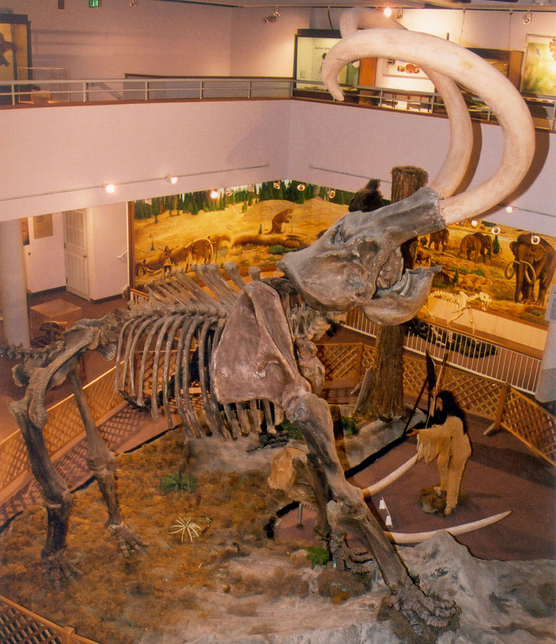 Egy amerikai mamut csontváza | Fotó forrása: Wikipedia