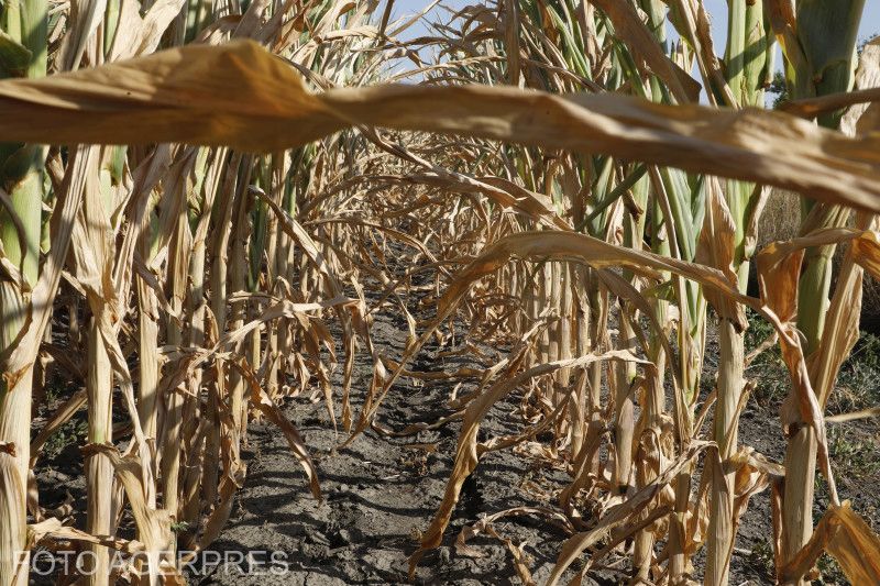 Kiszáradt kukoricás Nagyszentmiklós határában | Fotó: Agerpres