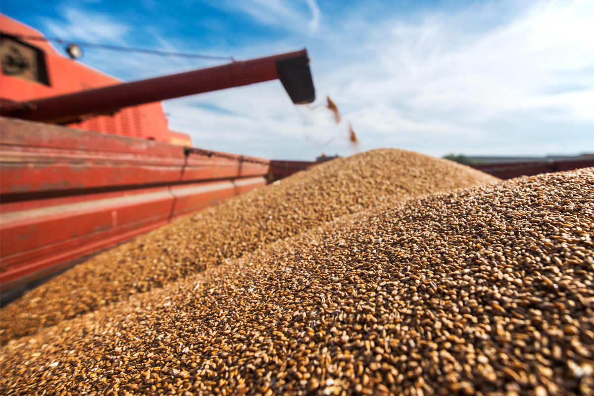 Az ukrajnai mezőgazdasági termékek behozatalának korlátozása jó hatással volt a romániai gabonapiacra Fotó: World Grain.