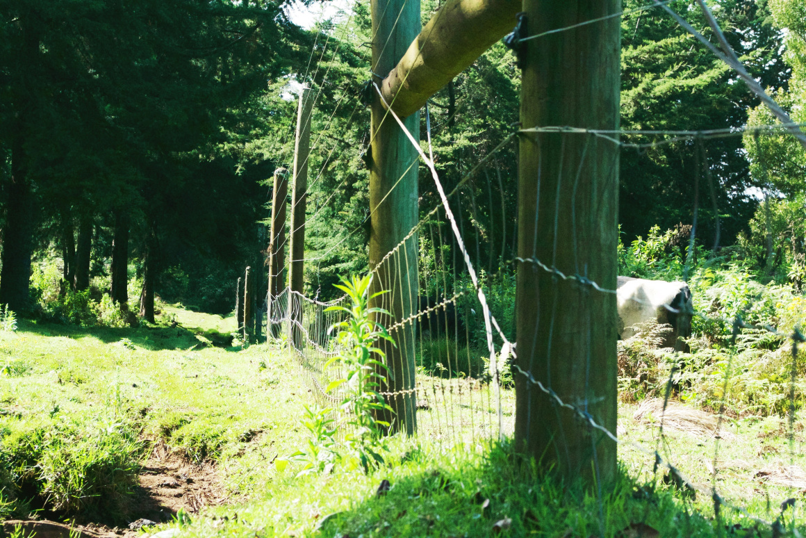 Elektromos kerítésre lehet pályázni a Környezetvédelmi Alapból | Fotó: RMDSZ