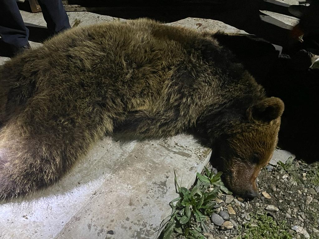 Befogták a medvét Marosvásárhelyen | Fotó: Marosvásárhely Polgármesteri Hivatala