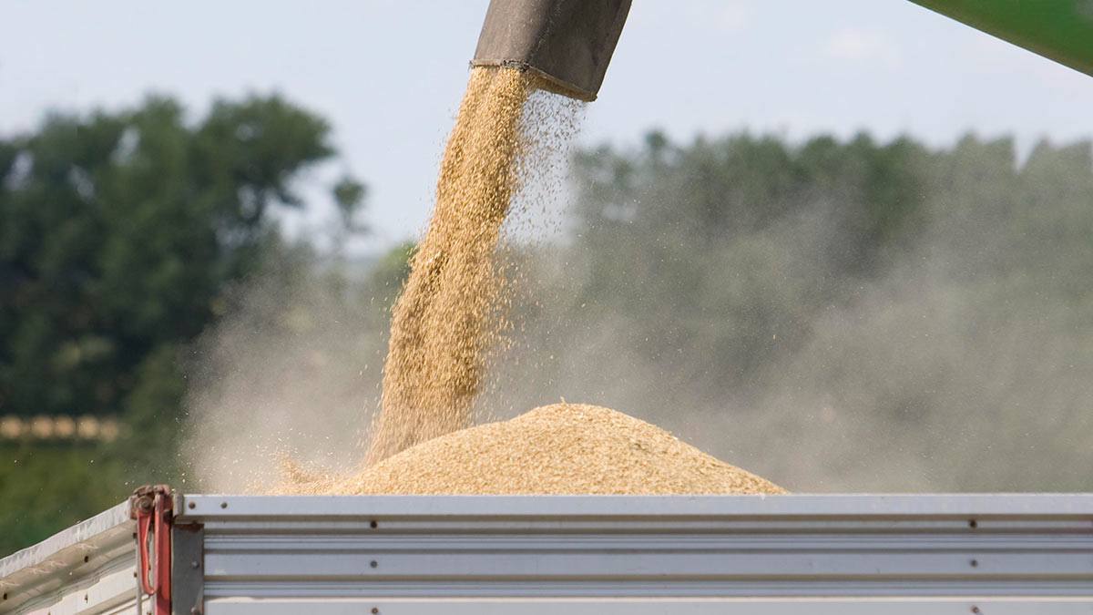 Nemkívánatossá vált az ukrán gabona | Fotó: Pixabay
