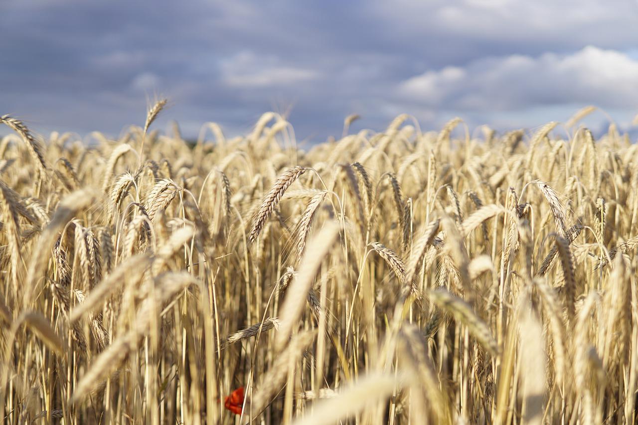 Feszültséget okozhat az ukrán gabonaexport ügye  Forrás: Pixabay