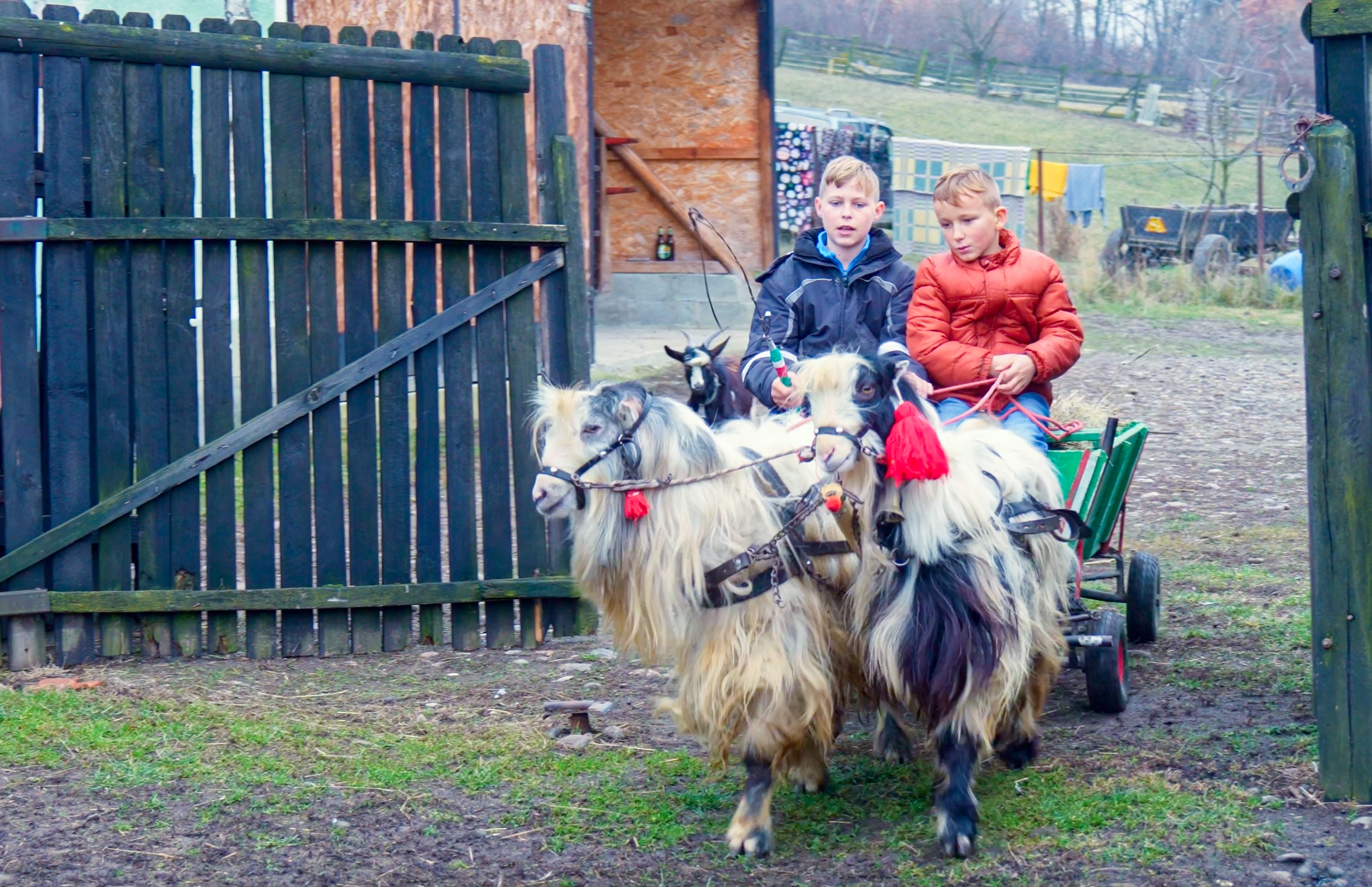 Egy boldog gyermekkor, amelyben játszótárs a kecske és ellenség a medve: 10 és 13 éves erdőfülei kicsi gazdák tanítanak életszeretetre