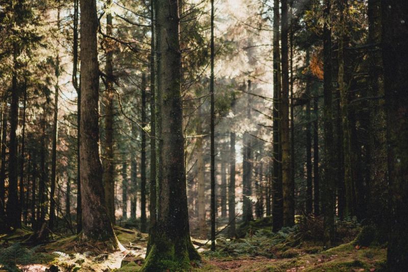 Az erdőben találták meg a holttestet | Illusztráció: Pexels