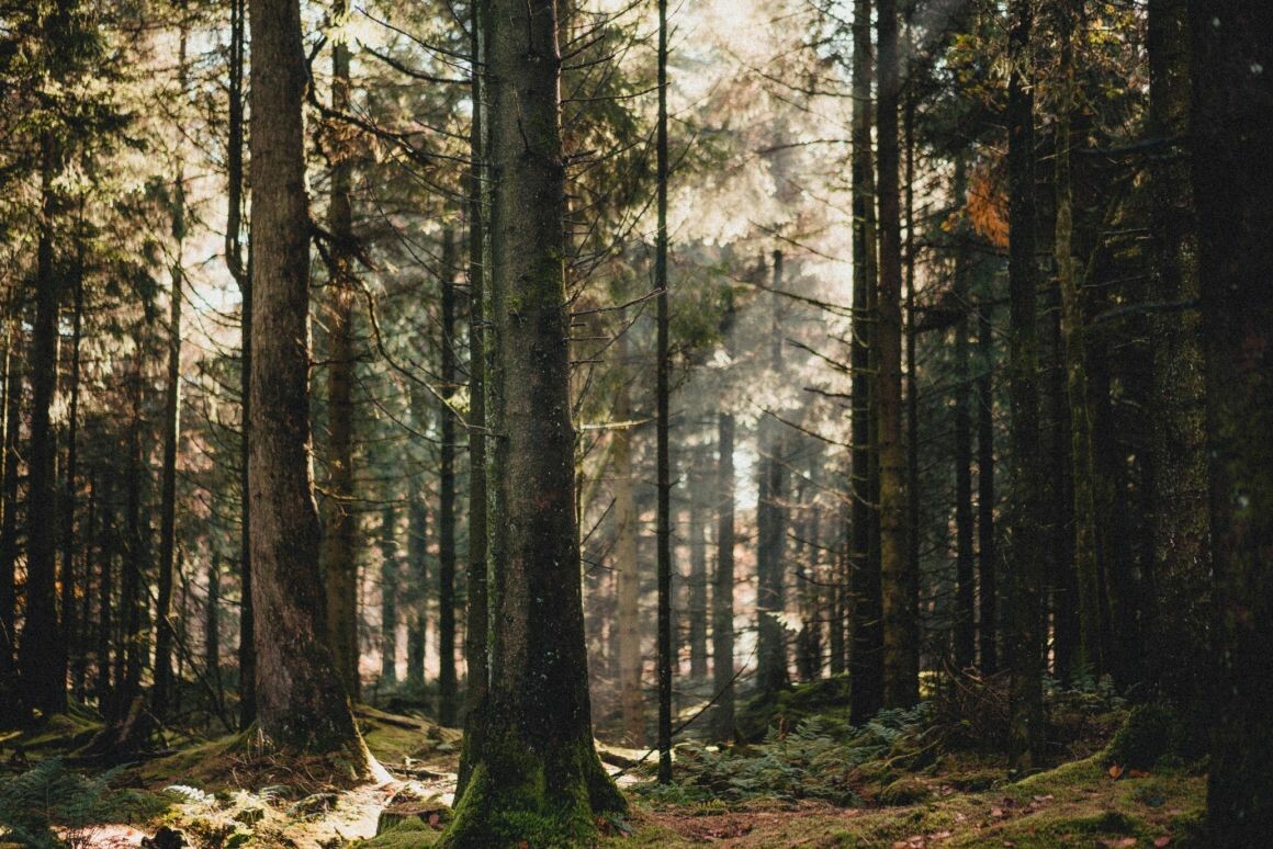 Az elmúlt években az erdőterületek tulajdonjogi kérdése vitatéma volt Illusztráció: pexels  