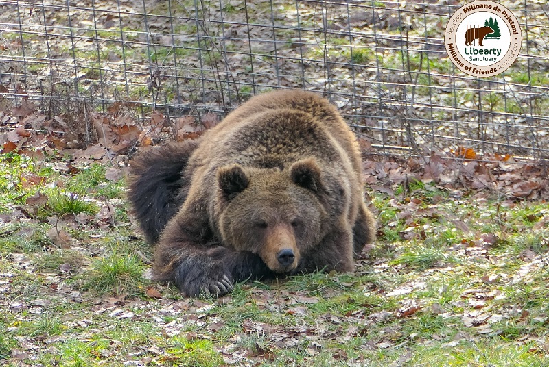 Fotó: AMP Libearty- Bear Sanctuary/Facebook