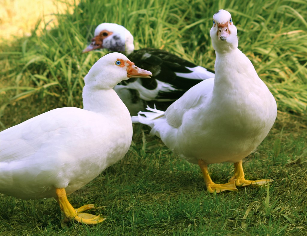 Mulard kacsák | Fotó: Wikipedia