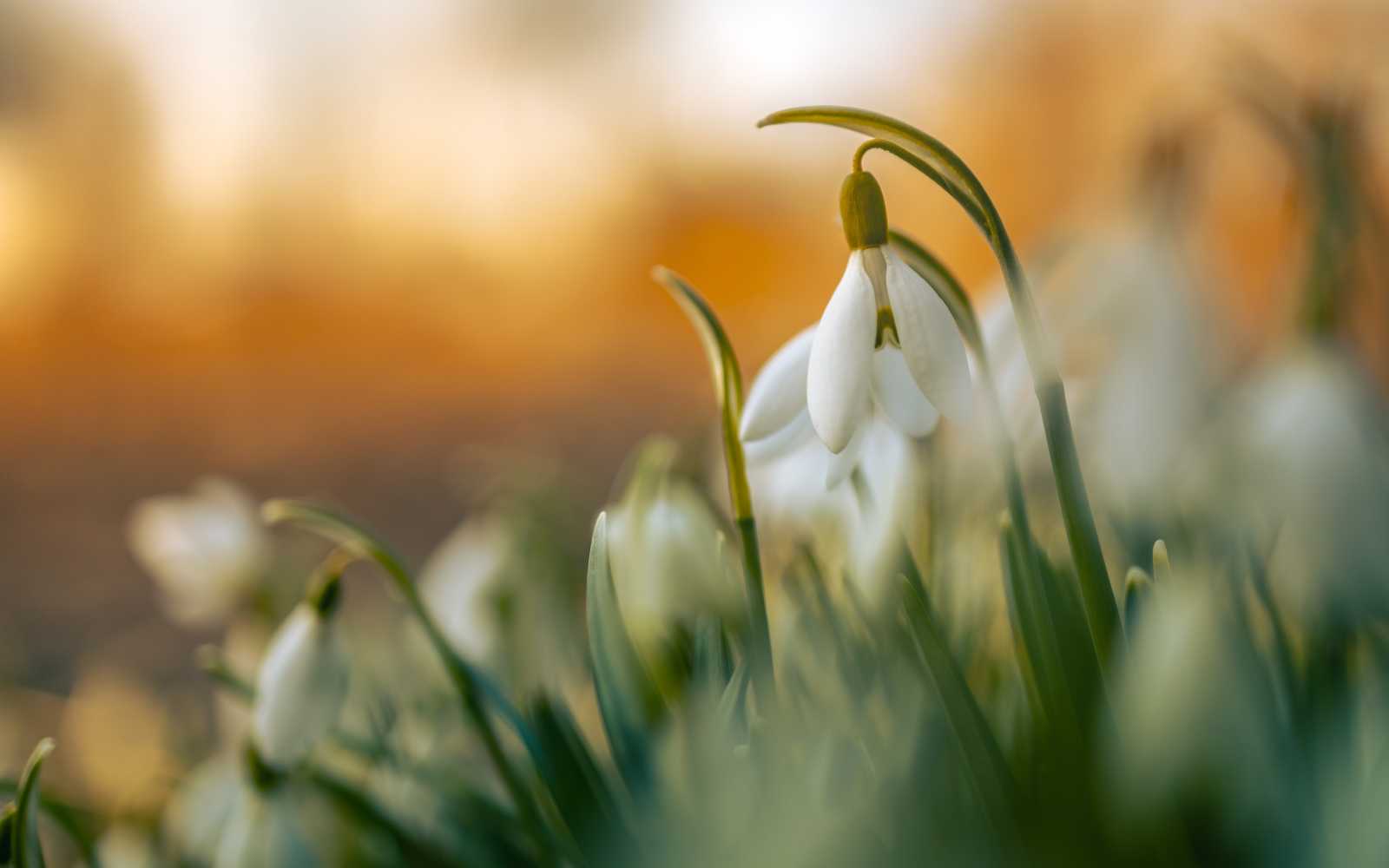 Az enyhe januári tél hatására sok helyen a hóvirágok is kinyíltak Erdélyben | Fotó: Pexels