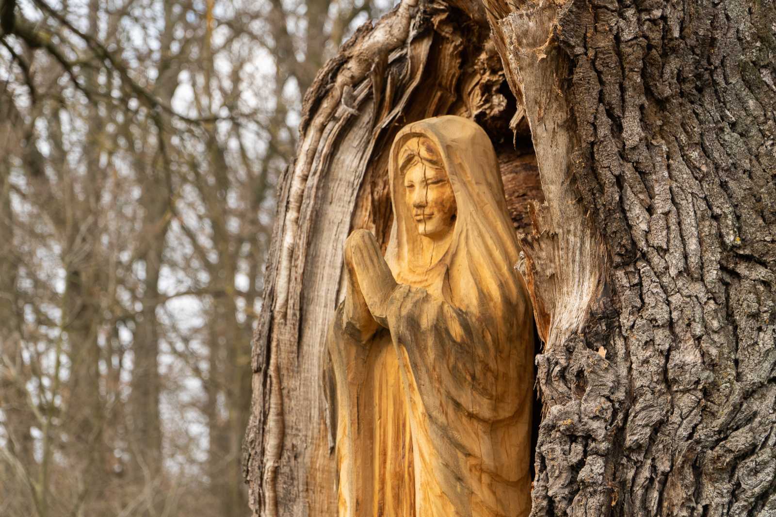 A 400 éves tölgy törzsén lévő hasadásba nemrég egy helyi fafaragótáborban készült Szűz Mária-szobrot helyeztek el, melynek érdekessége, hogy a tölgyfa egyik letört ágából faragták ki.