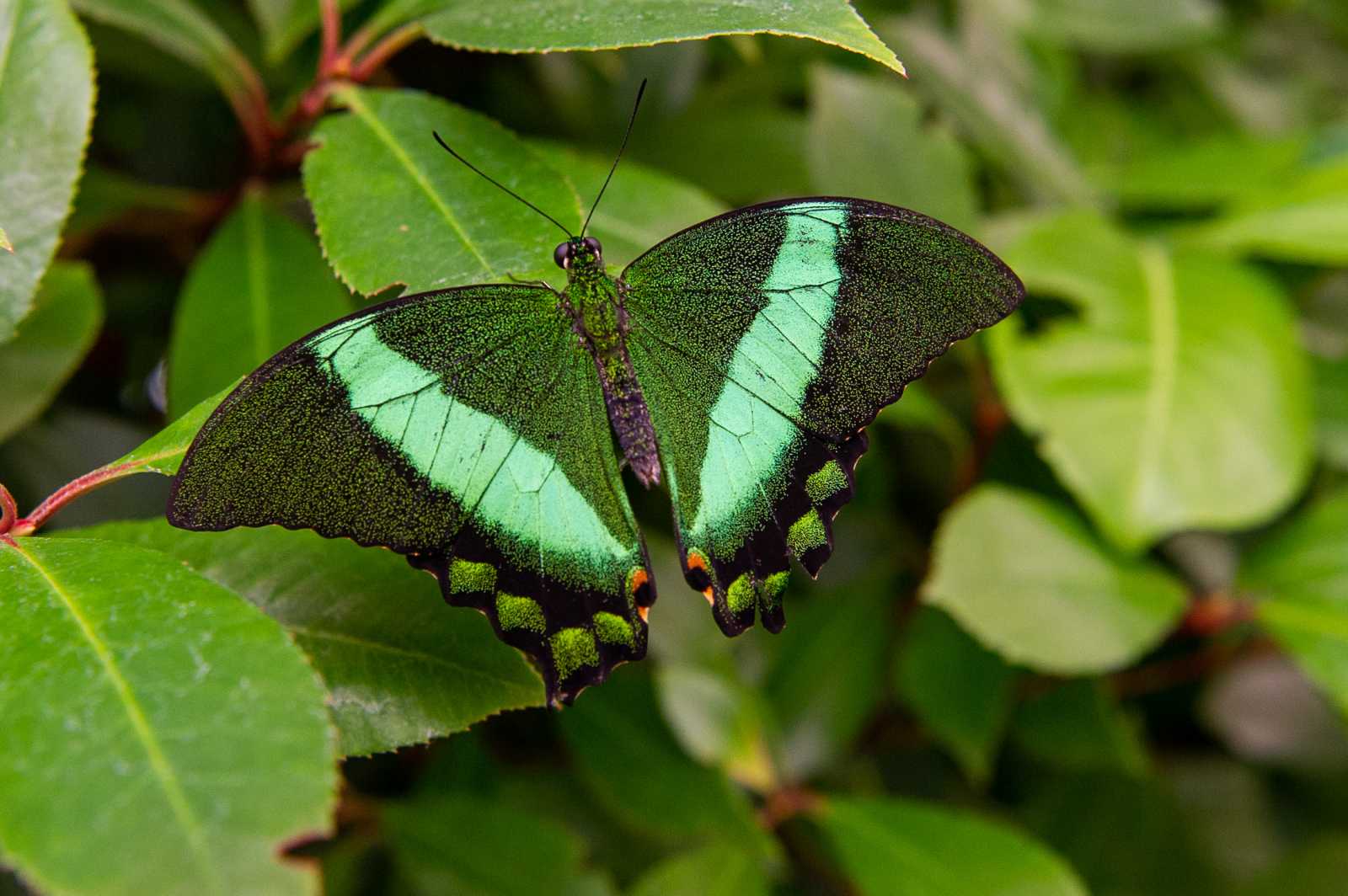 A papilio palinurus pillangók fémfényű zöld pikkelyeikkel ejtenek ámulatba.
Lepkeéletben mérve sok, emberi léptékben viszont túl kevés az a két hetes élettartam, amely alatt szemügyre vehetőek a dél-amerikai lepkék gyönyörű szárnyai.