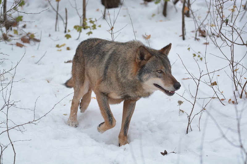 A faj védelme továbbra is alapvető marad | Fotó: WildLife Projekt 