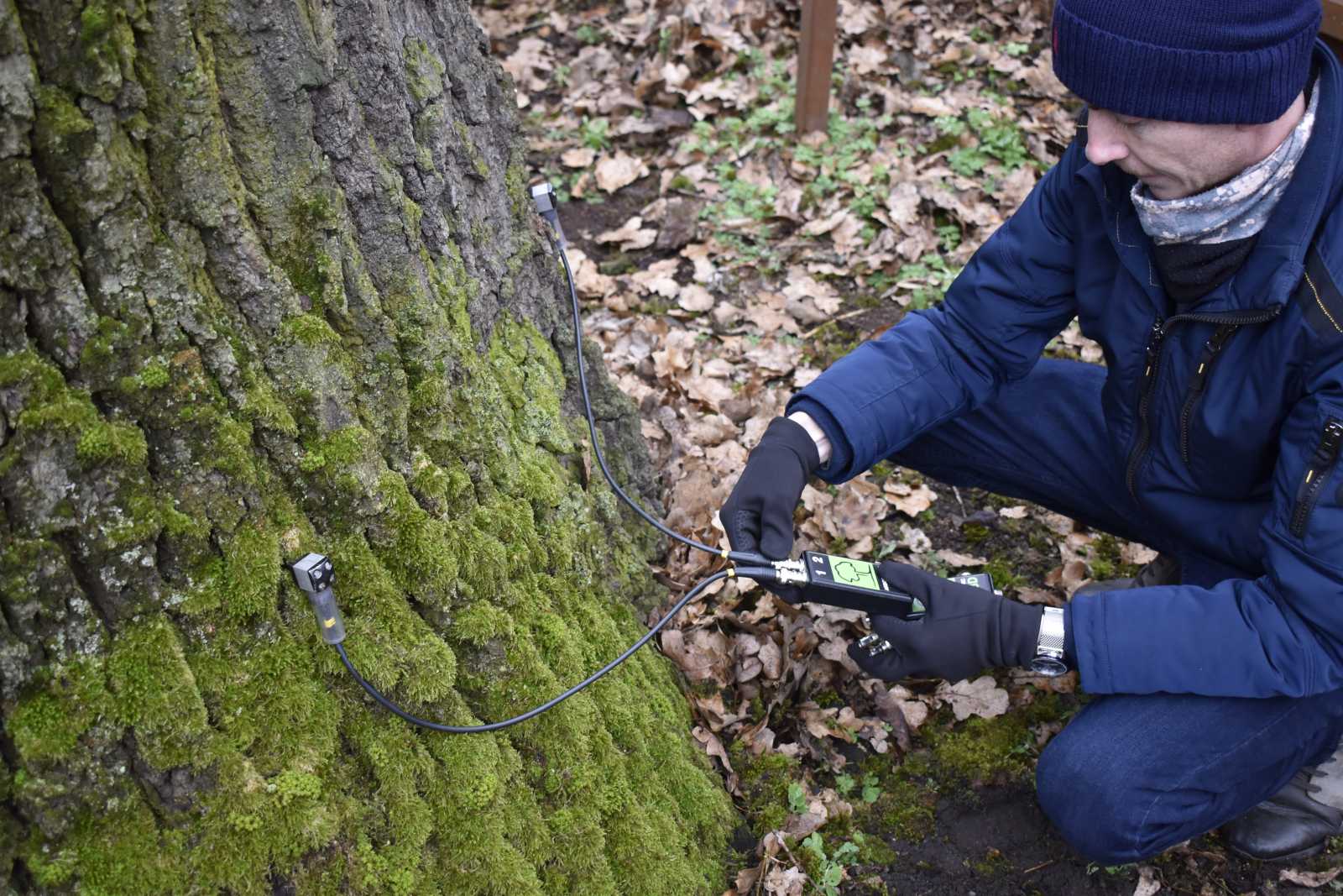 Kész tudomány – a legfejlettebb technikákkal dolgozik a favizsgáló