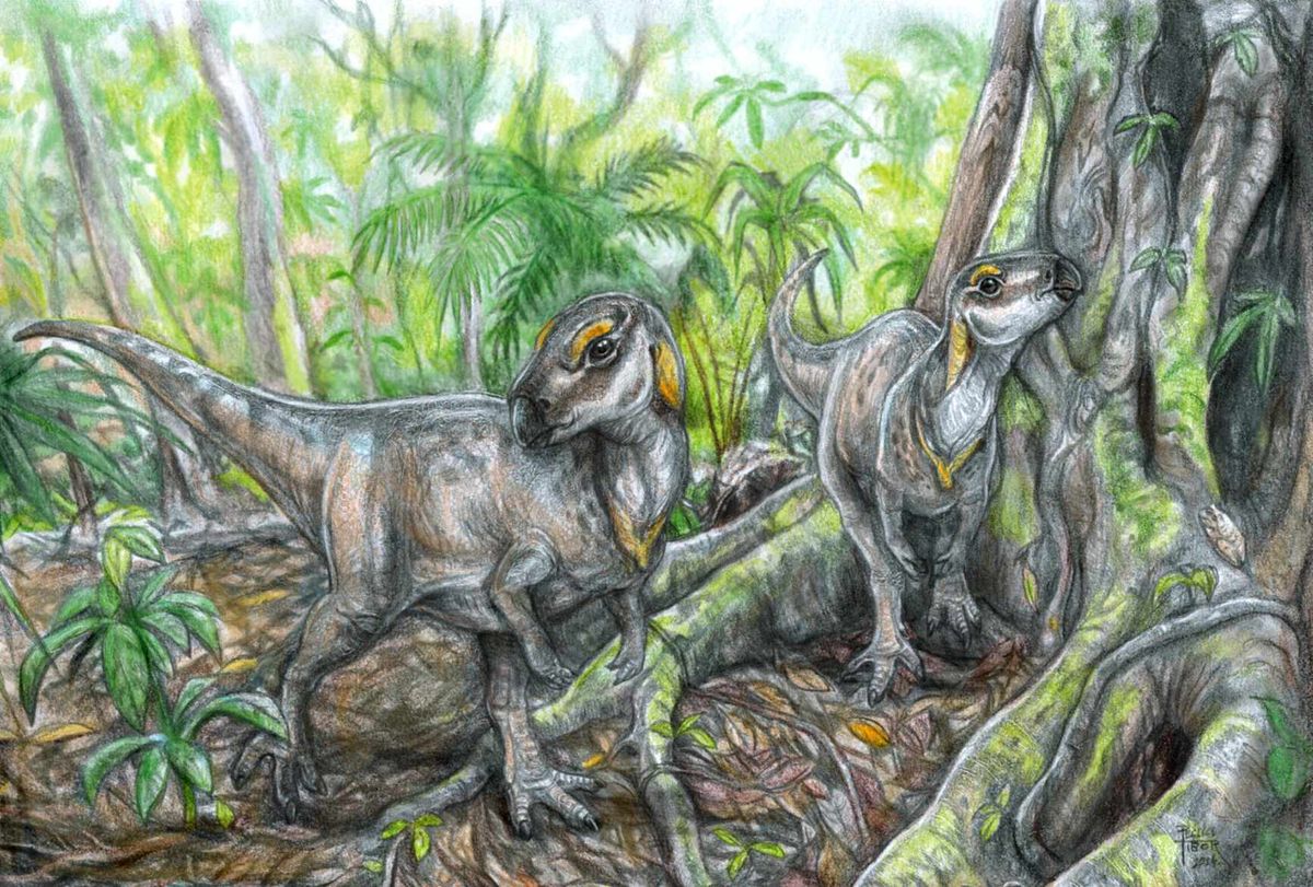 Rhabdodontidae dinoszauruszok rekonstrukciója | Pecsics Tibor rajza/elte.hu