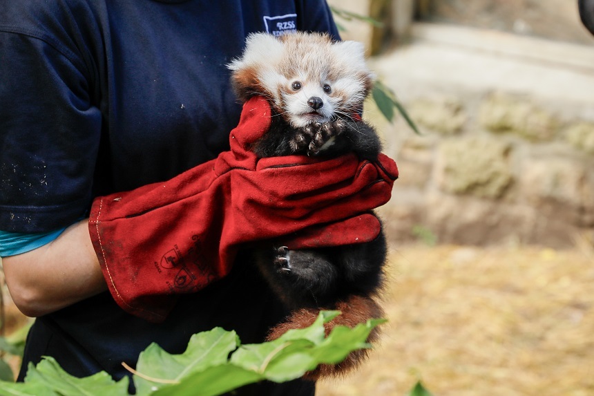 Fotó: Edinburgh Zoo