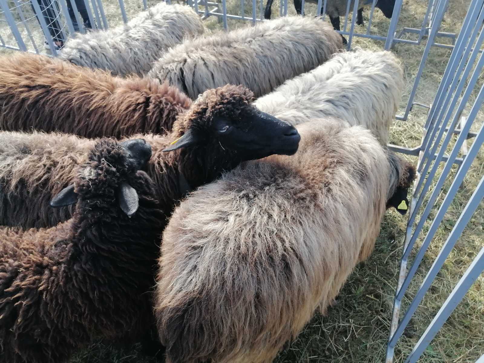 Egy gazda nem kaphatna 42 ezer eurónál többet az állatai után | Fotó: Létai Tibor