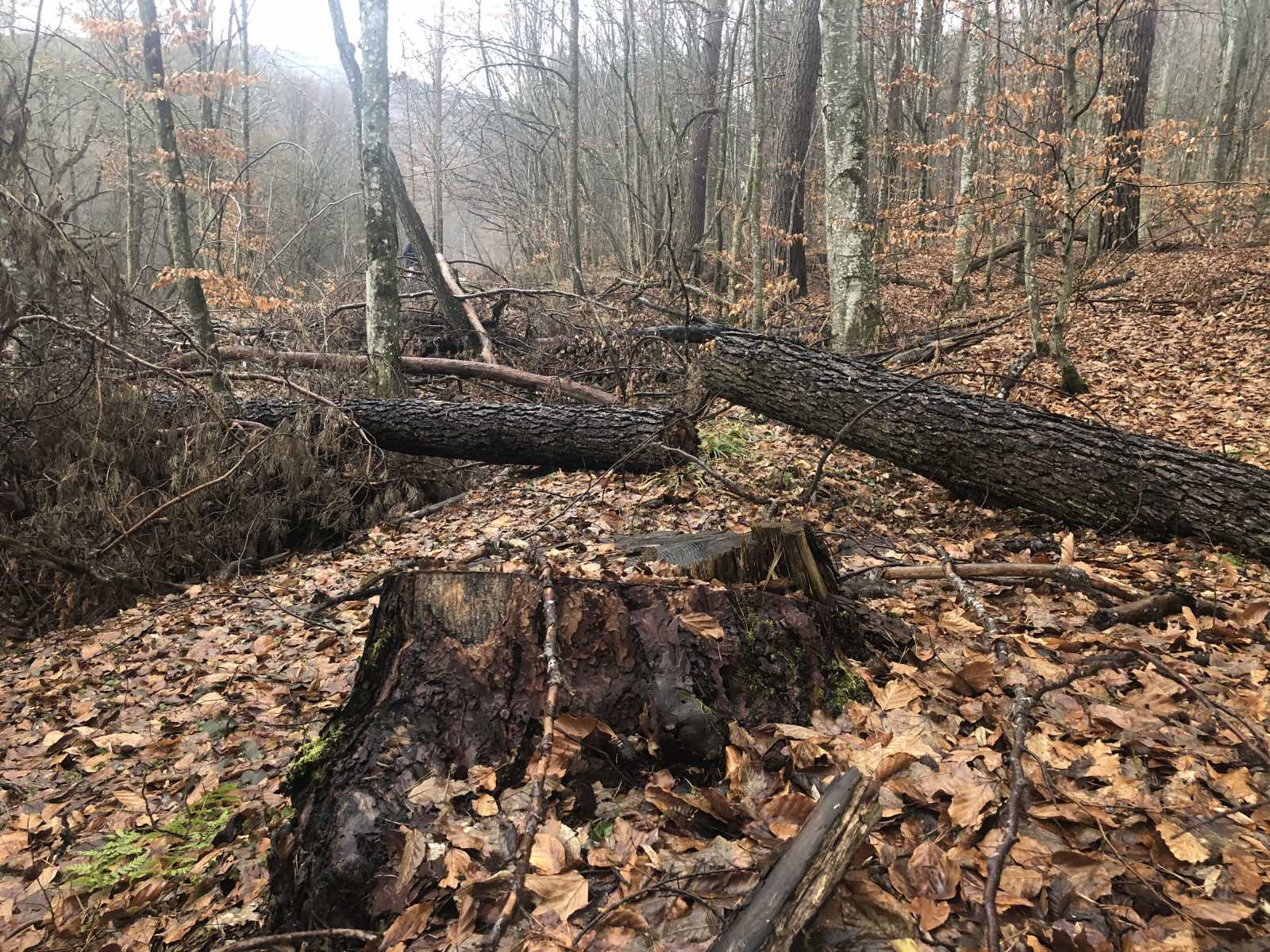 Egy hét alatt három esetben is tetten érték a fatolvajokat | Fotó: Kovács Zsolt (archív)