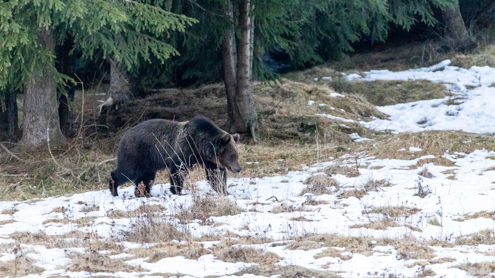 Becslések szerint Hargita megyében több mint kétezer medve él | Fotó: Antal Ákos