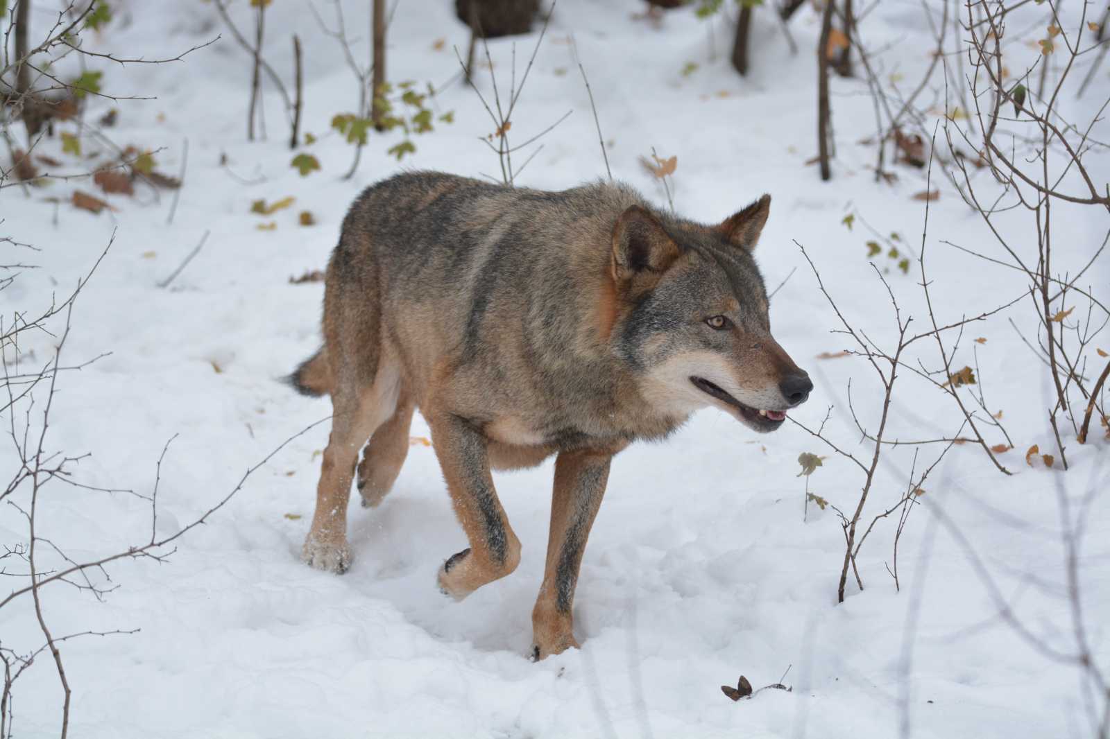 Fotó forrása: WolfLIFE Projekt