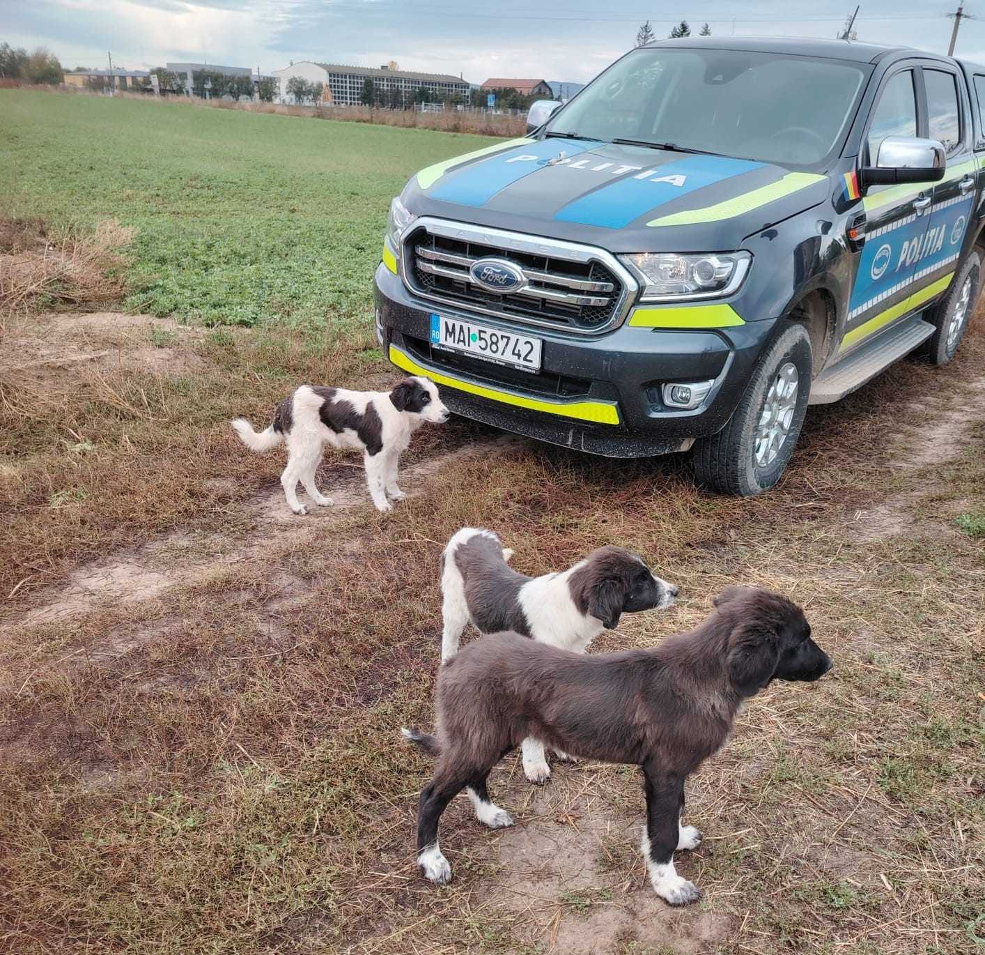 Fotó: Kovászna megyei rendőrség