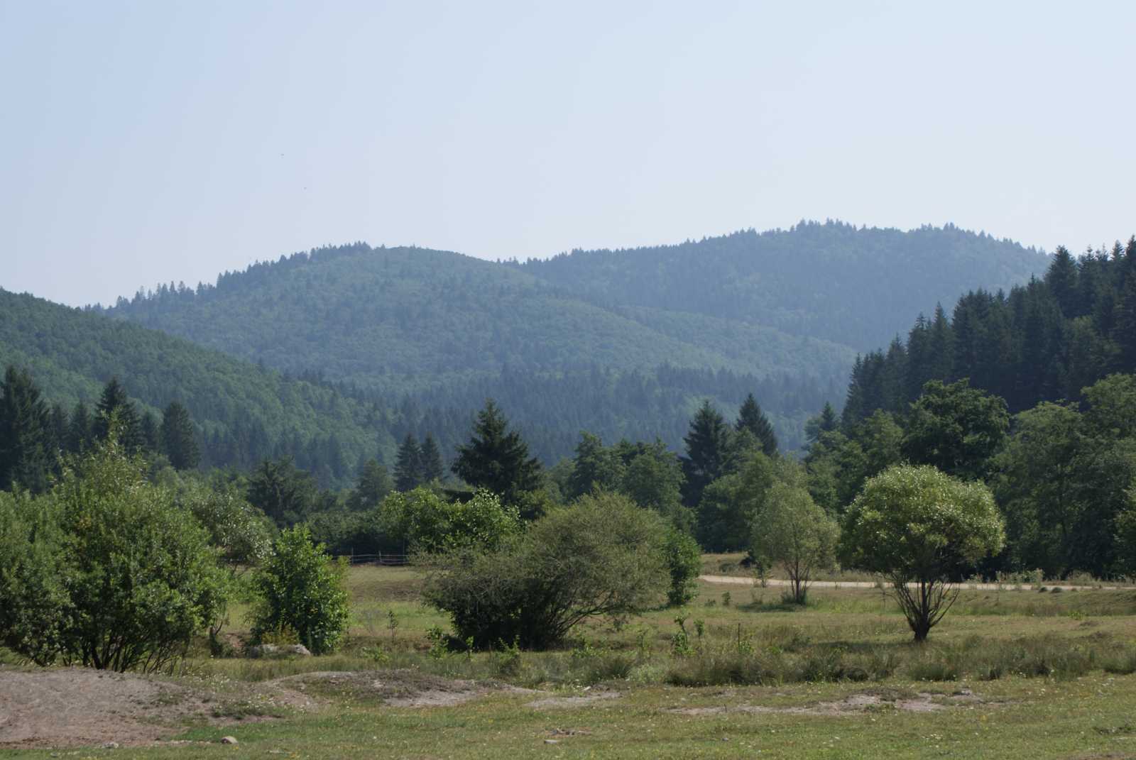 Erre az erdőre is rátette a kezét a román állam, kifosztották az ozsdolaiakat