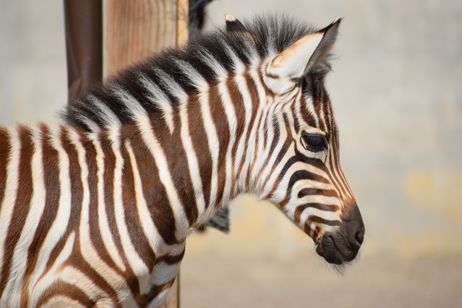 Fotó forrása: Zoo Brasov/Facebook