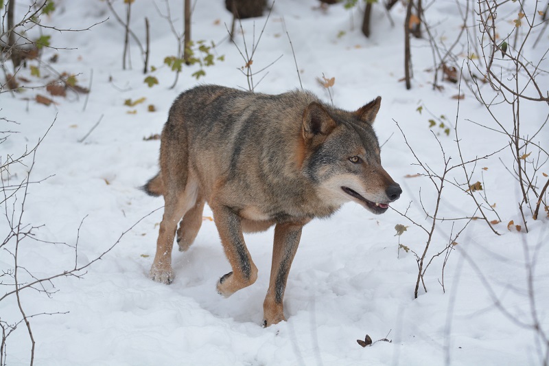 Fotók: WolfLIFE Projekt