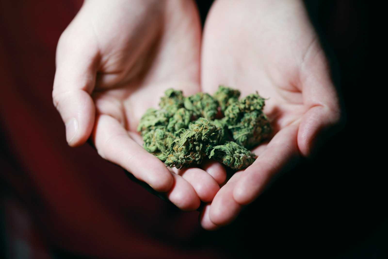Kannabisz | Fotó: Pexels