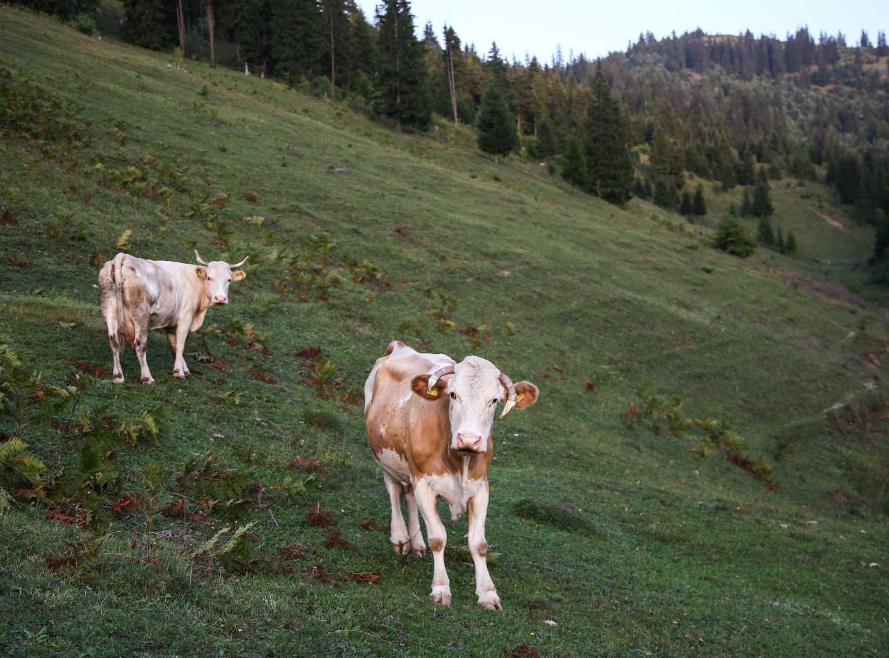 Ha az EU beveztné, oltással megelőzhető lenne a betegség | Fotó: Fodor Zsuzsánna (archív)