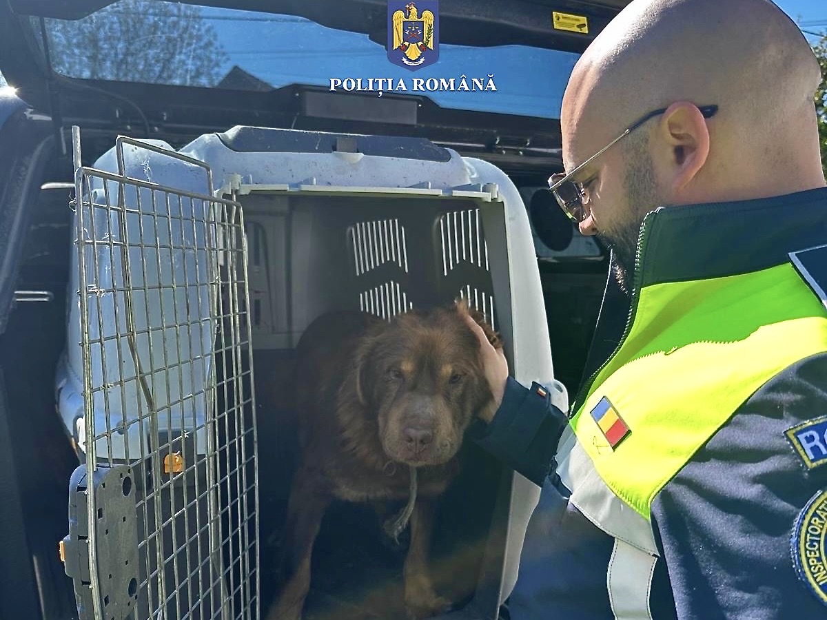 A kutya a Lulu’s Dream Egyesület gondozásába került | Fotó: Román Rendőrség