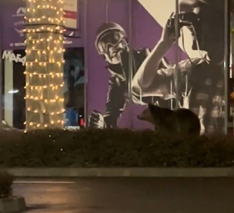 A kirakatokat bámulta | Fotó: képernyőmentés