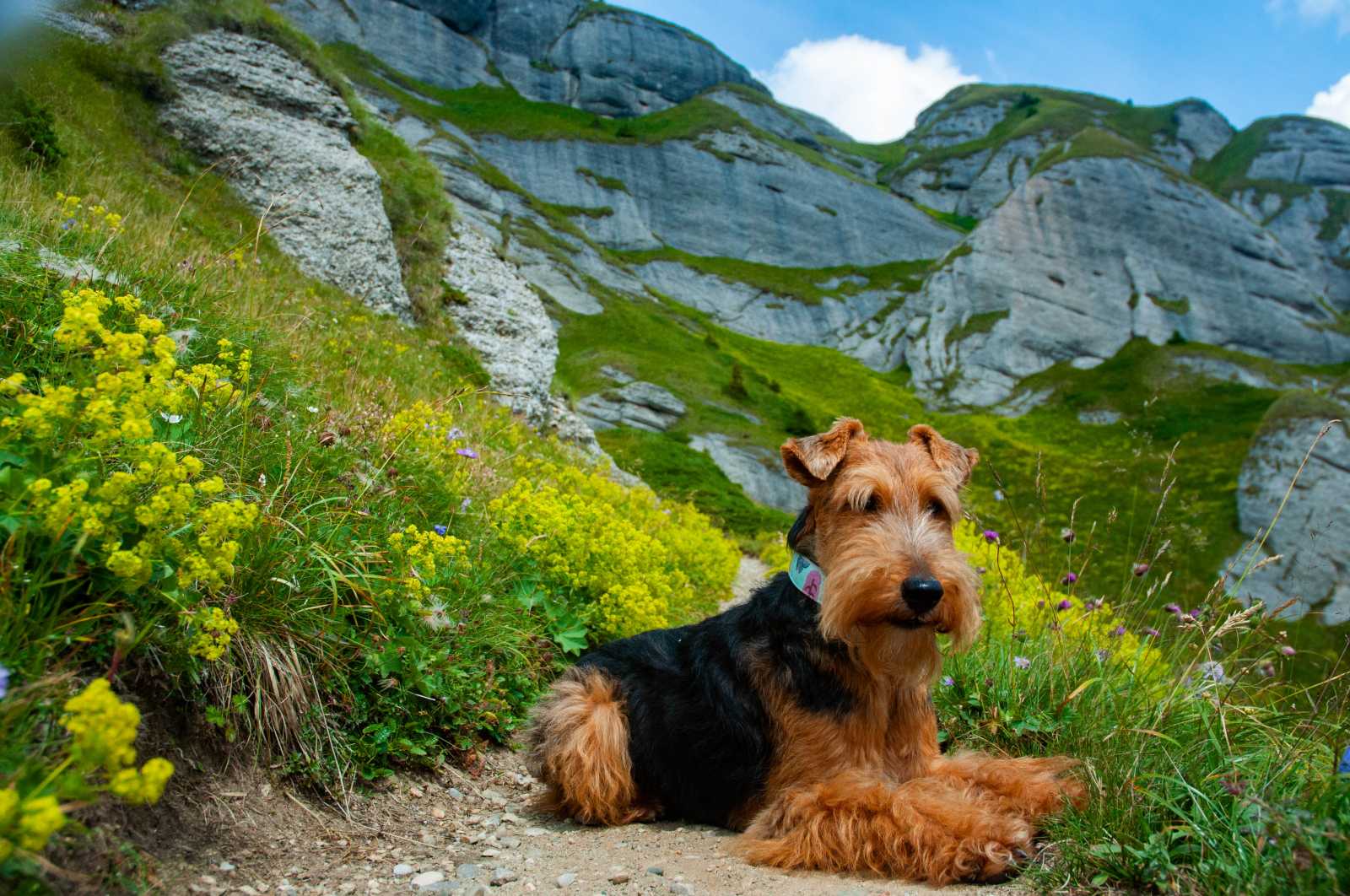 A Bretocsa-hágó irányából, egy keskeny úton közelíthető meg a csúcs, amely jól belátható, így könnyű időben észrevenni más túrázókat és kutyákat | Fotó: Páll Andrea Hanna