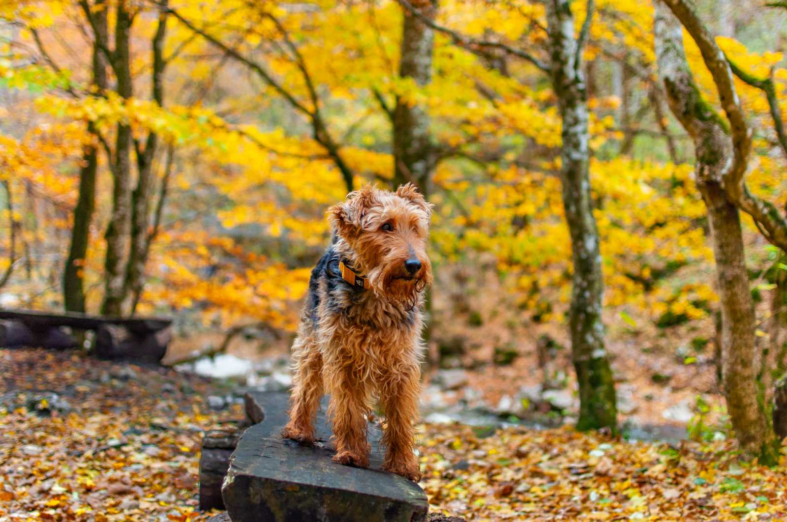 A Bretocsa-hágó irányából, egy keskeny úton közelíthető meg a csúcs, amely jól belátható, így könnyű időben észrevenni más túrázókat és kutyákat | Fotó: Páll Andrea Hanna